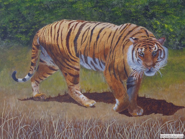 25_Tiger-3