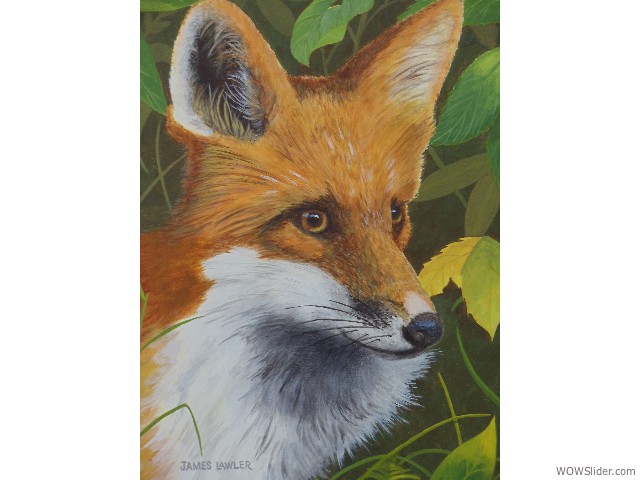 45_Fox_Portrait