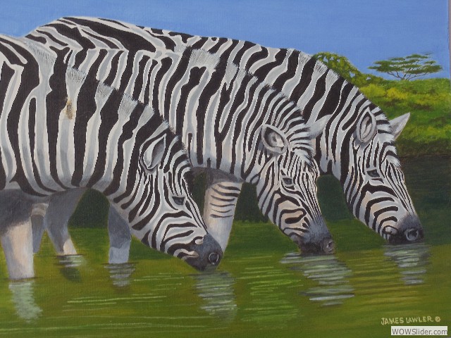 68_Zebras