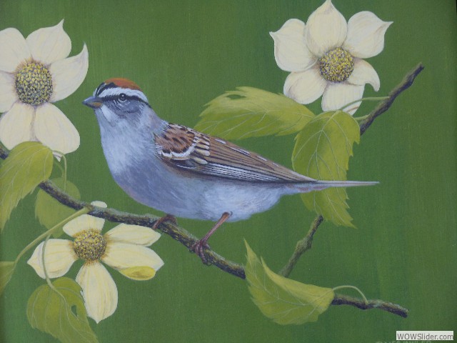 01_Chipping_Sparrow
