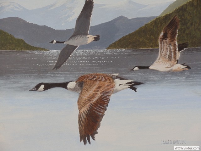06_Canada_Geese
